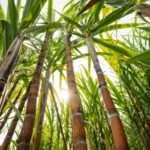 Bioetanol, una alternativa para México